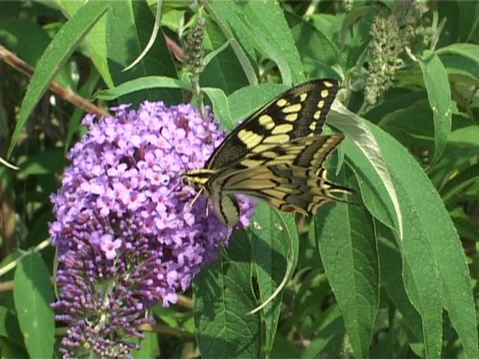 Schwalbenschwanz ( Papilio machaon ), auf Sommerflieder : Nettetal, NABU Naturschutzhof, 25.07.2006